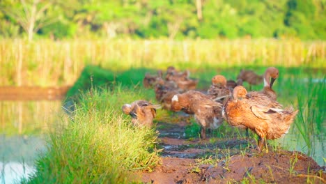 bandada de patos marrones al lado del estanque