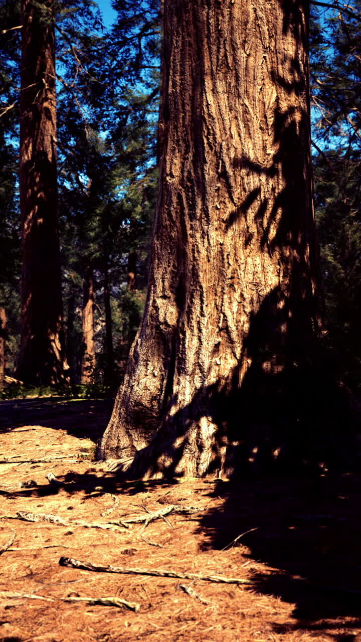 Sequoia gigante che proietta ombre in una fitta foresta durante il giorno