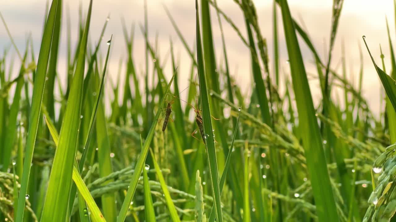 Insect pests land on rice plants when the morning dew falls.