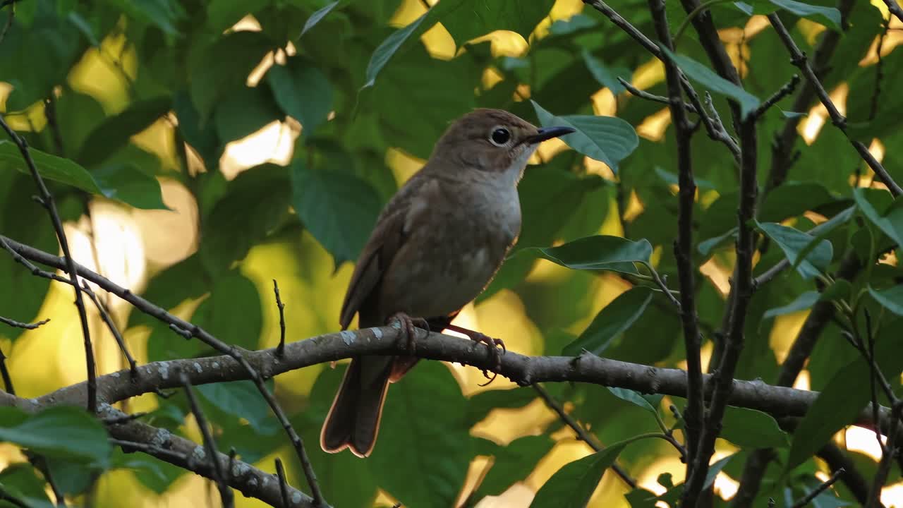 Close-up video of a bird perched on a branch, surrounded by lush green leaves