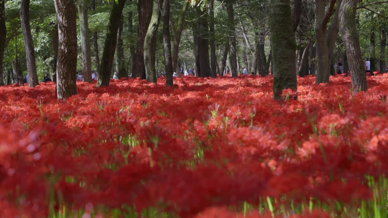 Spider lilies in Kinchakuda park near Tokyo, slow motion slider