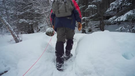 man with alaskan malamute walking in the trail at winter towards forest in norway