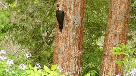 amazing red with black woodpecker looking around on a bark and flying away