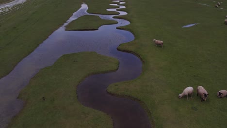 Reveal-shot-of-Mont-Saint-Michel-with-grazing-sheep,-aerial-view