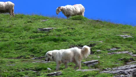 pyrenean mountain dog protecting sheep, pyrenees, france