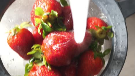 washing strawberries in a colander