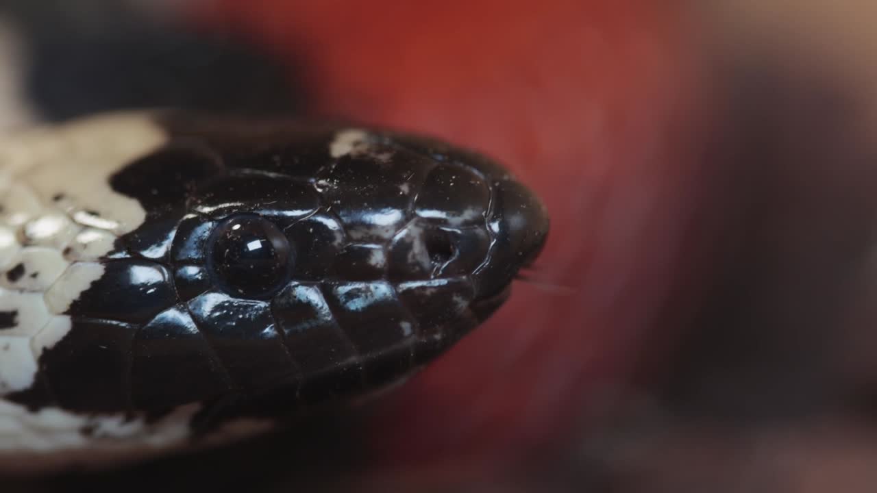 Un primo piano della testa di un serpente del latte di Puebla, Lampropeltis triangulum campbelli, mentre annusa l'aria con la sua lingua biforcuta
