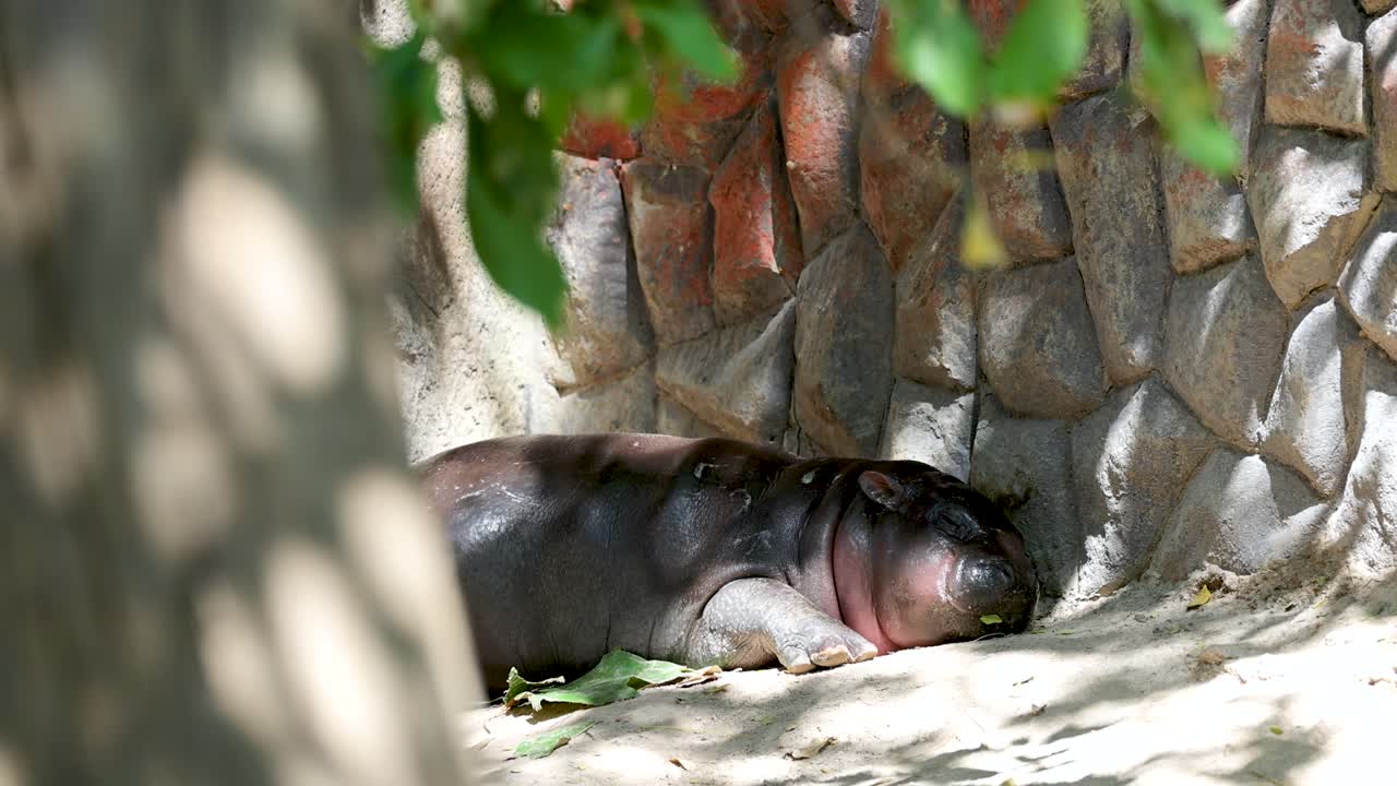 새끼 히포포타무스 가 그늘 에서 휴식 하고 있다