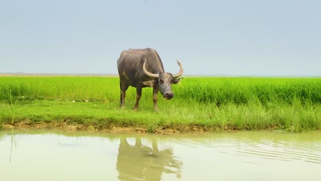 water buffalo with big horns grazing grass in front of muddy waterhole, day