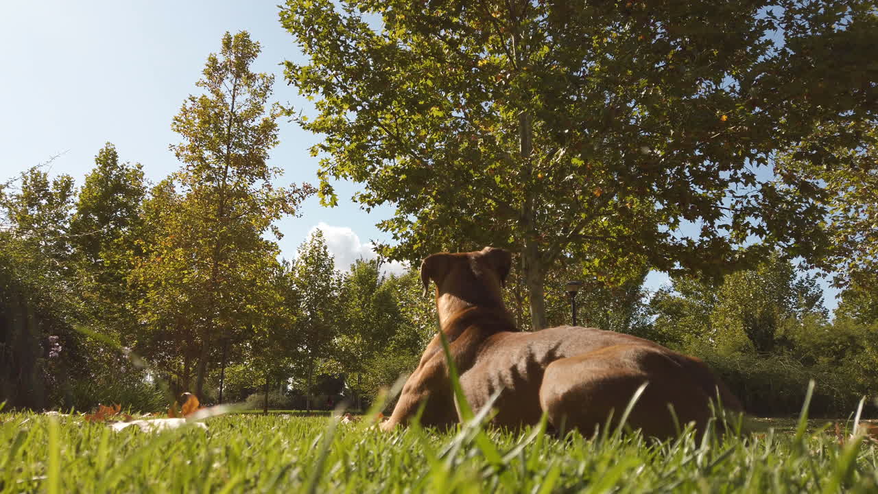 boxer dog lying on the grass and looking at camera