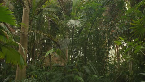 tropical plants inside the glasshouse at national botanic gardens in glasnevin, dublin, ireland