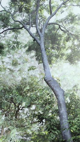 sunlight through the trees in a misty forest