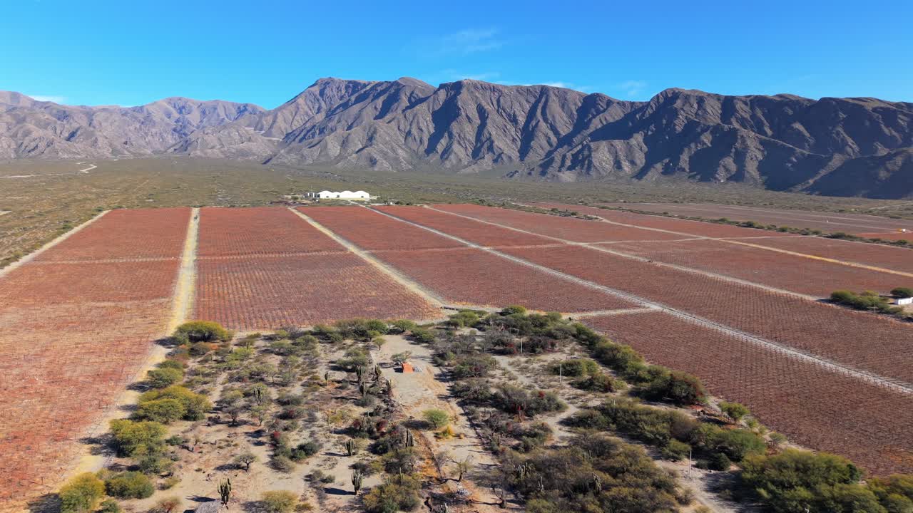 Forward-moving drone glides above vineyard in La Rioja, with crisp mountains and a blue sky in the background