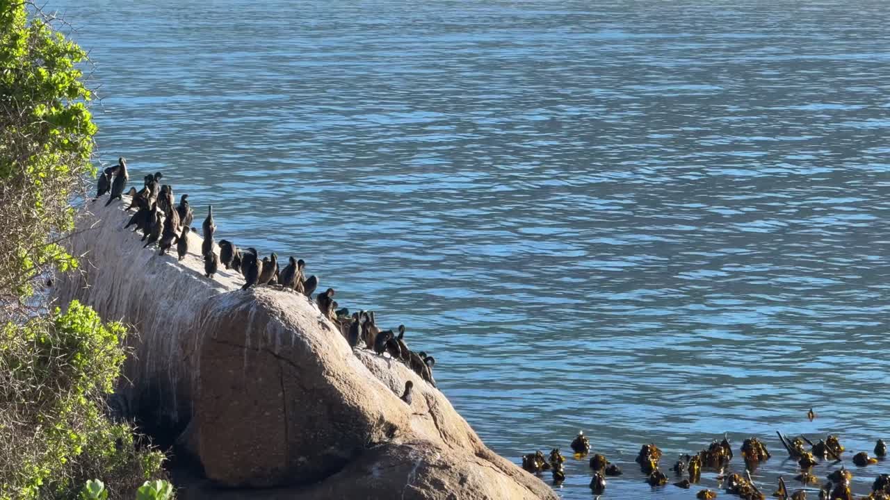 Sea birds drying in the sun along the coast