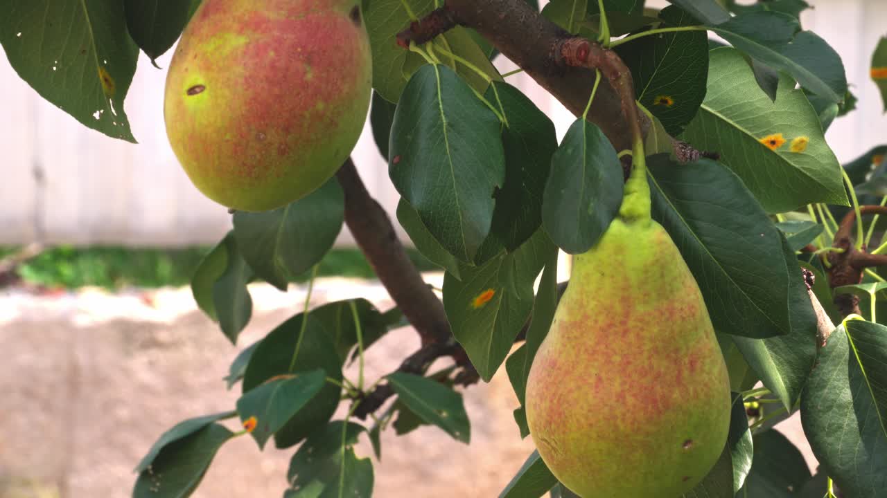 Ripening pears grow on a tree in a garden setting during summer months
