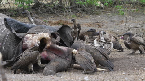 long shot of vultures scavenging meat out of an elephant carcass