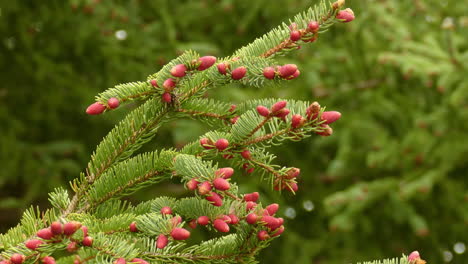 Planta-De-Flora-De-Espiga-De-Bayas-Rojas-En-El-Parque-Algonquin