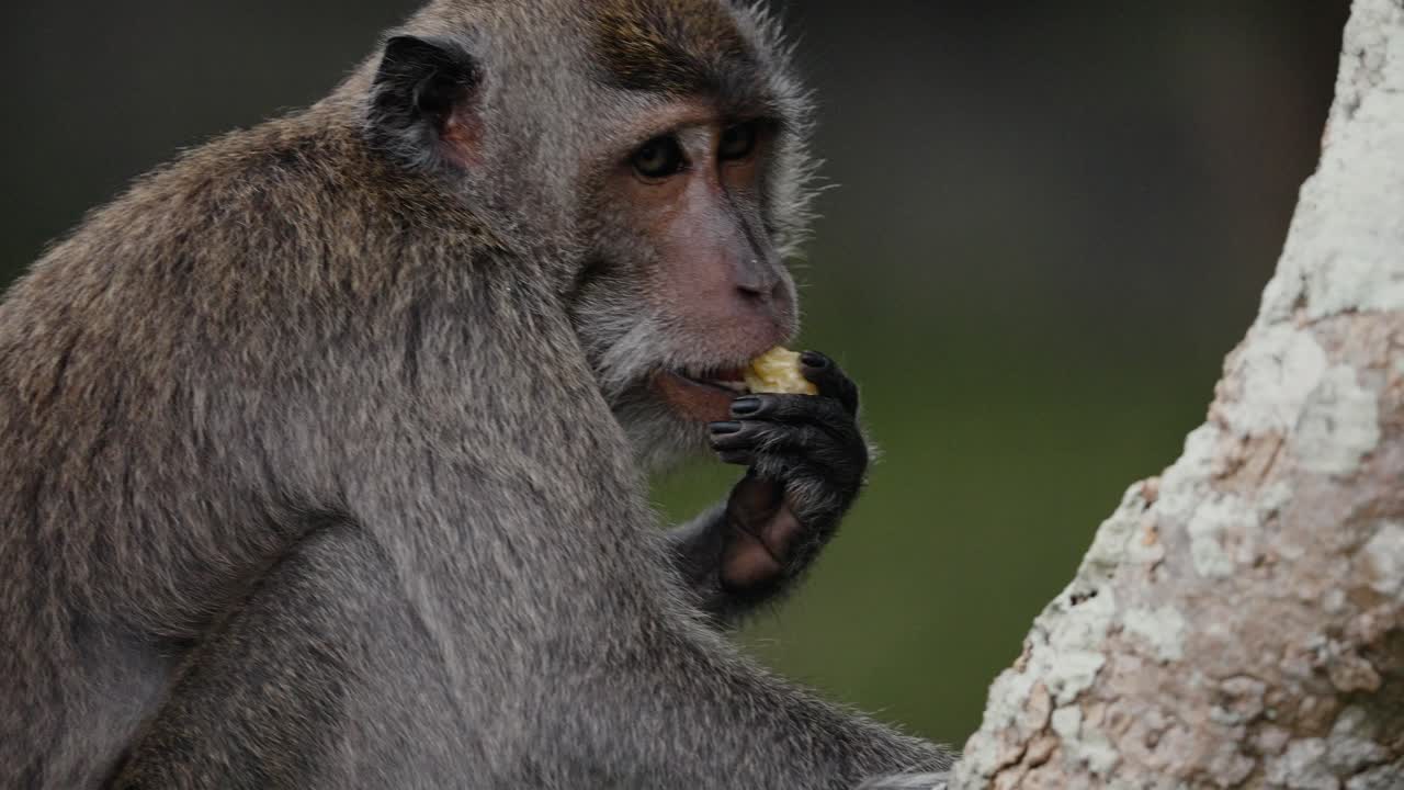 primer plano de un macaco comedor de cangrejos, macaco de cola larga, primate cercopithecine nativo del sudeste asiático mientras come en un árbol de la selva