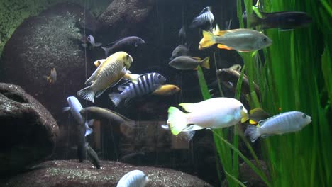 vista de los peces en el acuario del zoológico