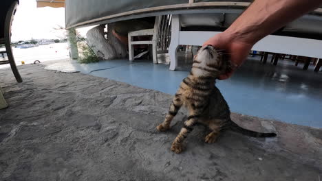 Ein-Tourist-Spielt-Mit-Einer-Ruhig-Am-Boden-Sitzenden-Wildkatze,-Die-Person-Streichelt-Seinen-Kopf