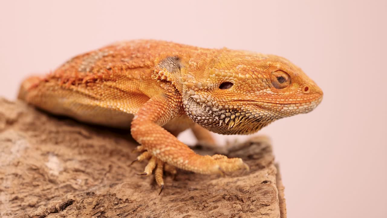 A bearded dragon moves across a wooden perch in soft lighting, showcasing its vibrant scales and curious nature
