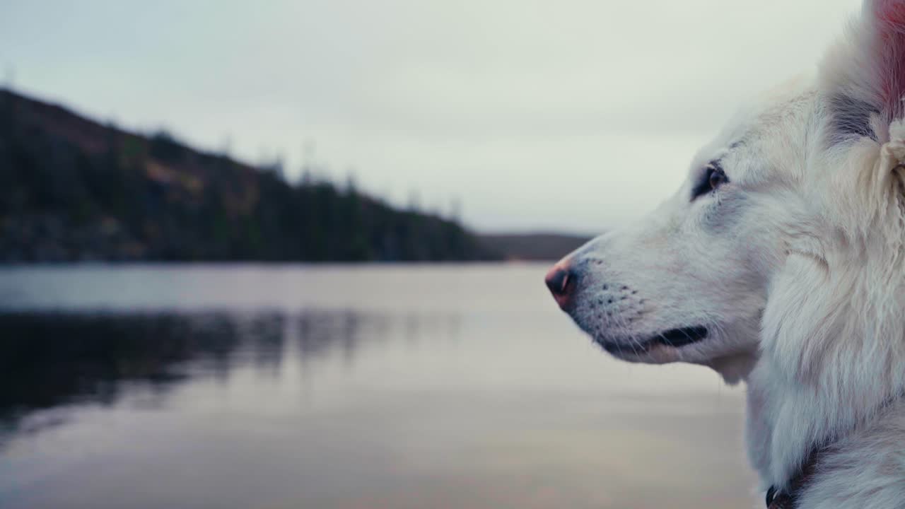 Alaskan Malamute Dog Standing By The Lake In Åfjord, Norway - Close Up