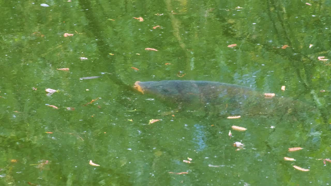 먹이 를 찾고 있는 물 표면 근처 에 있는 큰 일반 카프 물고기 의 모습