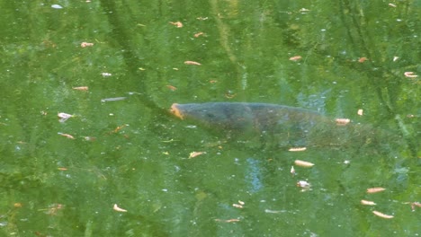 View-of-a-large-common-carp-fish-near-the-surface-of-water-looking-for-food