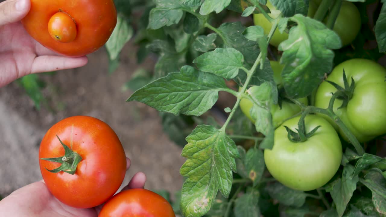 Tomato Harvest in Countryside Garden, Local Food and Sustainable Living