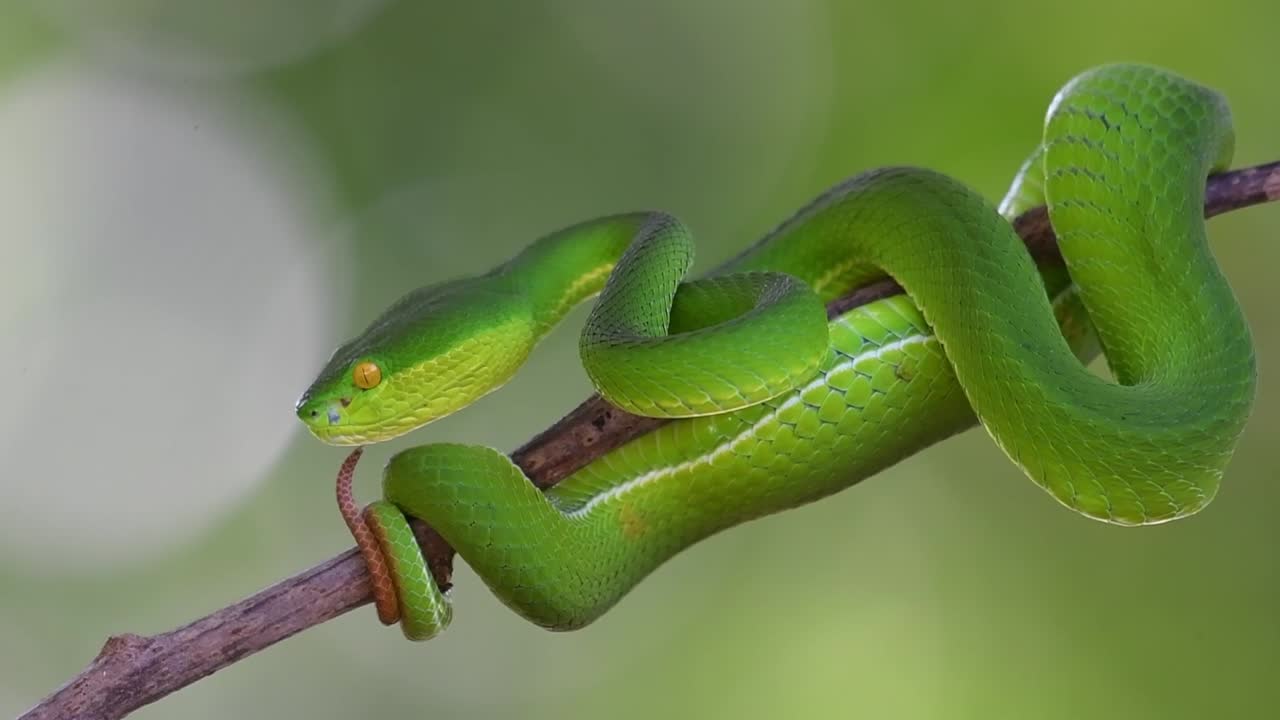 zooming out на крупный план белой губной ямы viper trimeresurus albolabris скручиваясь на крошечной ветке внутри национального парка kaeng krachan в провинции petchaburi в таиланде