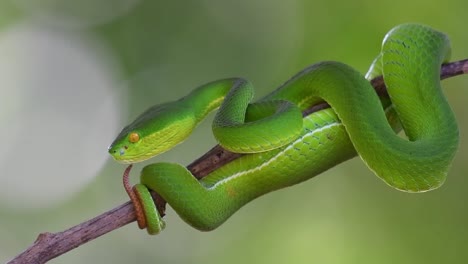 haciendo zoom en un primer plano de una víbora de labios blancos trimeresurus albolabris enrollándose en una pequeña rama dentro del parque nacional kaeng krachan en la provincia de petchaburi en tailandia