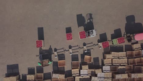 trucks are transporting apples on trailers in the territory of warehouse with wooden boxes near an apple orchard in the field. aerial view