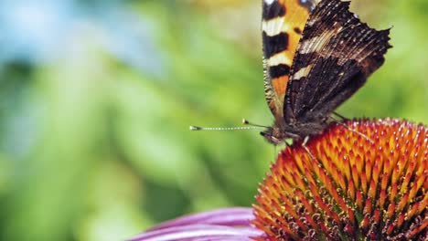 Un-Primerísimo-Plano-Macro-De-Una-Pequeña-Mariposa-Naranja-De-Concha-Sentada-Sobre-Una-Flor-Cónica-Púrpura-Y-Recogiendo-Polen