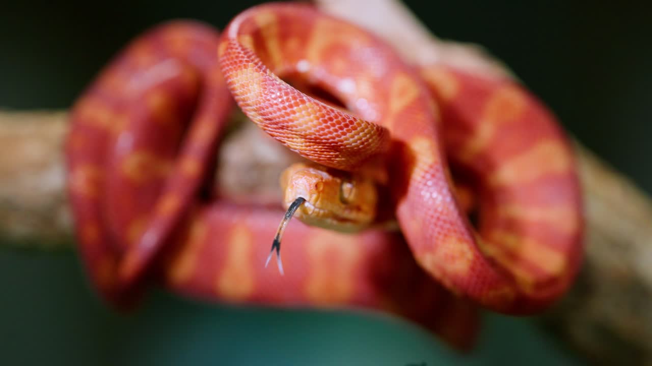 Coiled red and orange snake moving slowly in close-up shot with a blurred background
