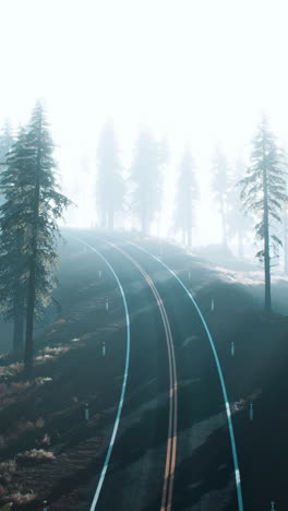 foggy forest road