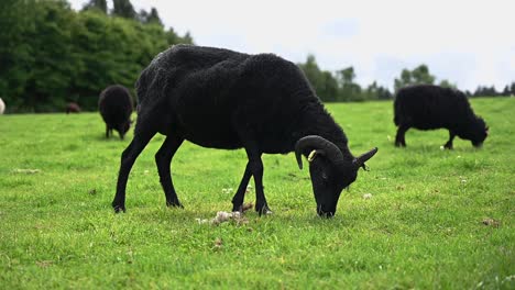 black sheep eating grass in the scottish highlands