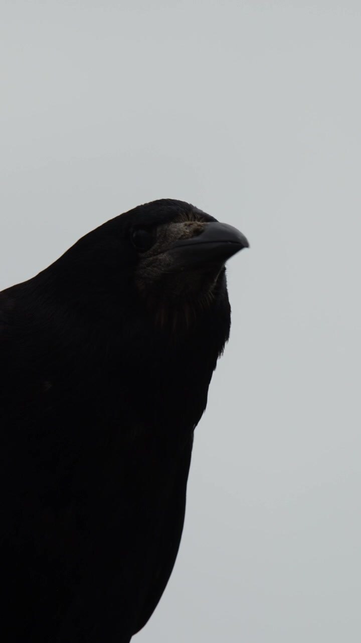 Crow perches, tilts head, and looks around against a grey sky in soft natural light