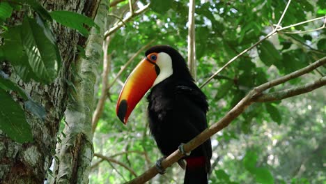 Tukan-Ruht-Auf-Einem-Ast-Mitten-Im-Dschungel,-Iguazu-Nationalpark,-Argentinien