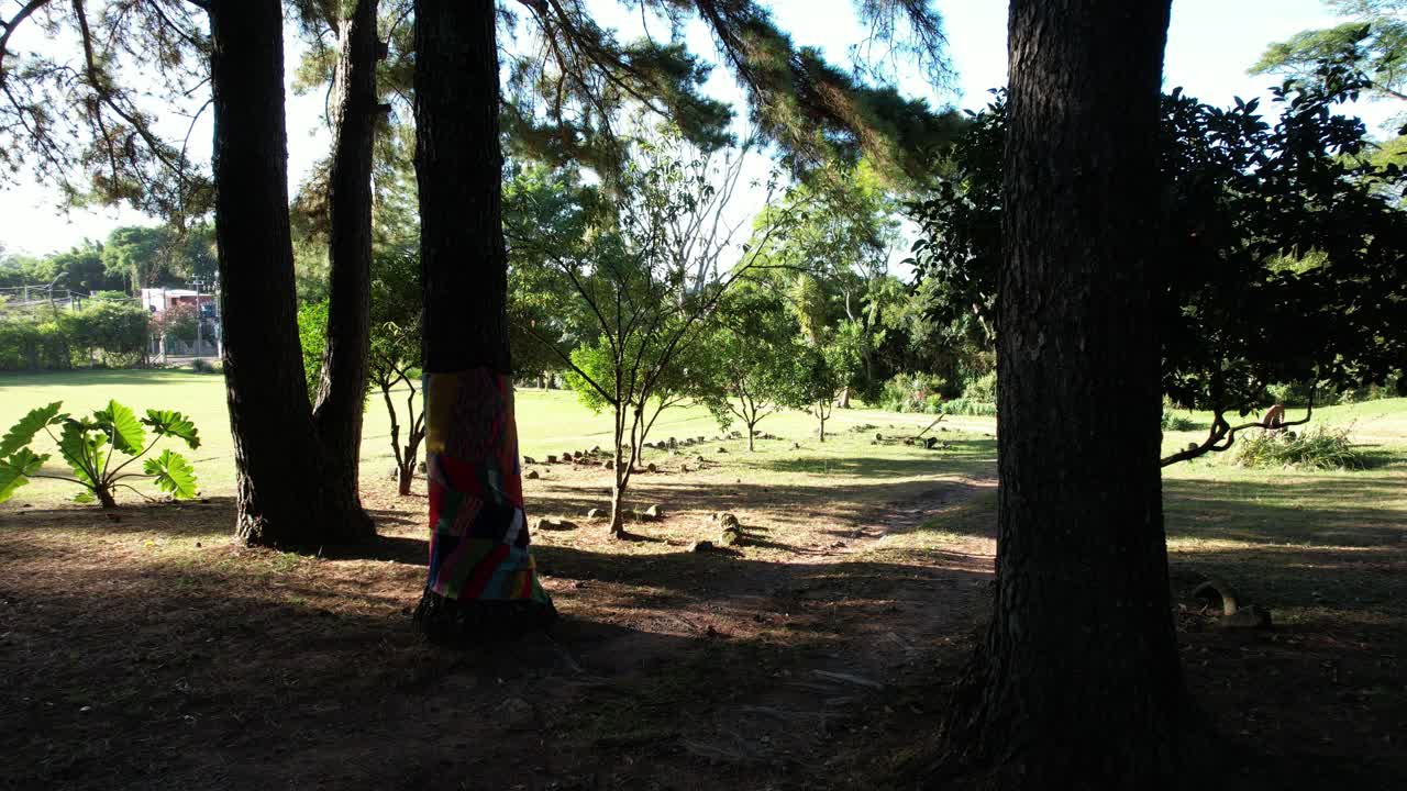 drone flying through very close trees to beautiful vegetation and blue sky, uruguay