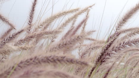 reeds heads swaying in the wind on sky background