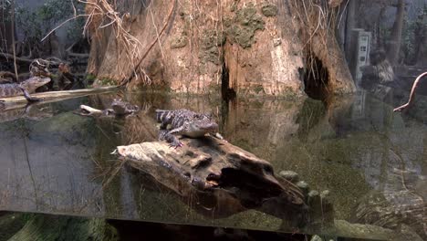 a crocodile with pink claws in a zoo enclosure sitting on a log