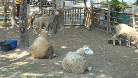 varias ovejas en una pequeña granja de pueblo de tailandia en paddock p3
