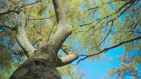 tree brunch with green leaves rotation shoot