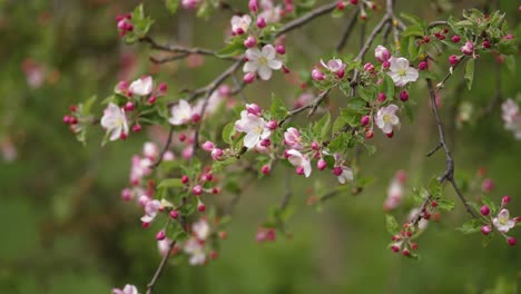 light pink flowers of the apple tree in full bloom