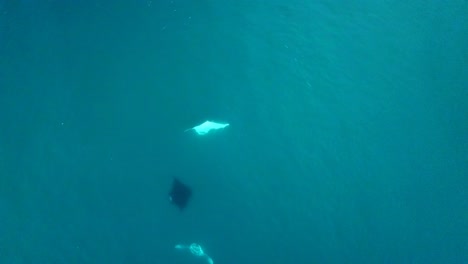 Fiji---Filmando-Mantarrayas-Con-El-Drone-Parte-2