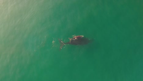 Aerial-view-of-Southern-Right-Whale-and-newborn-calf-in-False-Bay-at-Fish-Hoek,-South-Africa