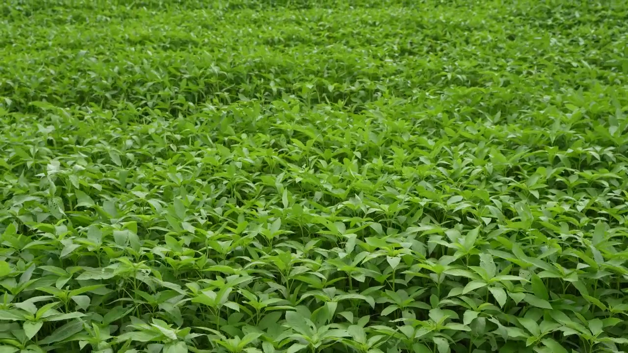A juta é cultivada em uma vasta área