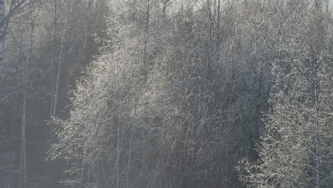 frozen forest trees waving slowly in light wind on sunny day, static view