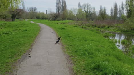 Kamerabewegung-Auf-Dem-Bürgersteig,-Schwarze-Vögel-Krähen