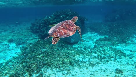 a closeup of green sea turtle getting a breath of air